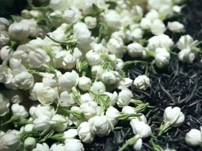 喝茶治口臭嗎，什么茶治口臭好？