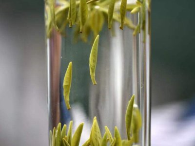 茶葉的專業(yè)知識，關(guān)于茶的基本知識大全