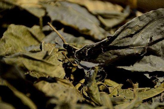 鷓鴣茶什么人不適合喝，鷓鴣茶的禁忌人群