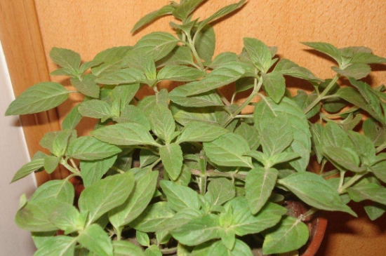 薄荷茶的功效與作用，喝薄荷茶有什么好處？