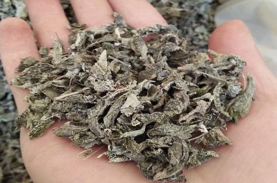 張家界莓茶真假對比，野生莓茶的鑒別方法