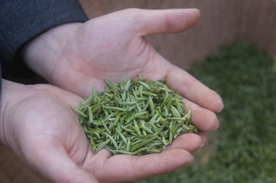 茶葉可以放冰箱嗎，茶需要放冰箱保存嗎