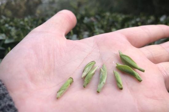 春茶季怎么辨別白毫銀針的好壞，好的白毫銀針如何選購？