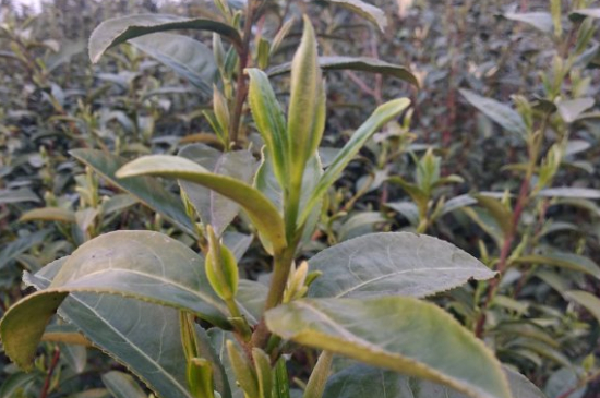 家庭如何保存碧螺春茶葉，蘇州洞庭碧螺春綠茶怎么保存？