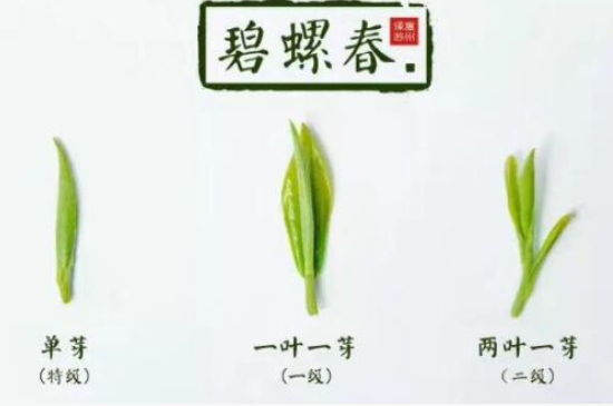 真假碧螺春泡水后區(qū)別，蘇州洞庭碧螺春怎樣鑒別好壞？