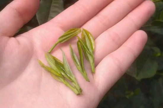 炒青茶為什么便宜，炒青綠茶好喝嗎？