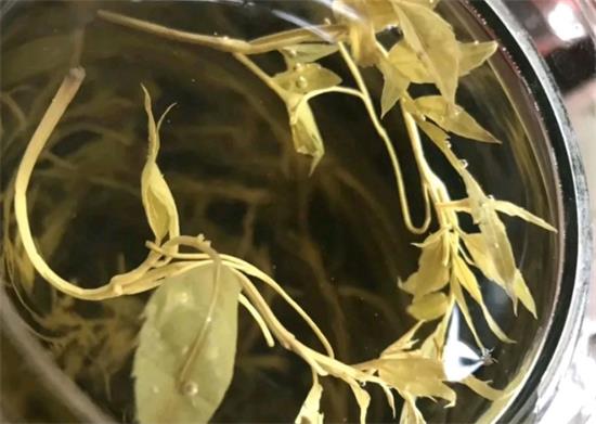 張家界茅巖莓茶與藤茶是同一種茶嗎，藤茶跟莓茶一不一樣？