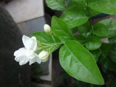 茉莉和什么一起泡最好，茉莉茶有幾種搭配？