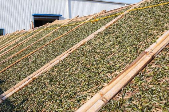 武夷巖茶的初制、精制加工工藝詳細(xì)講解