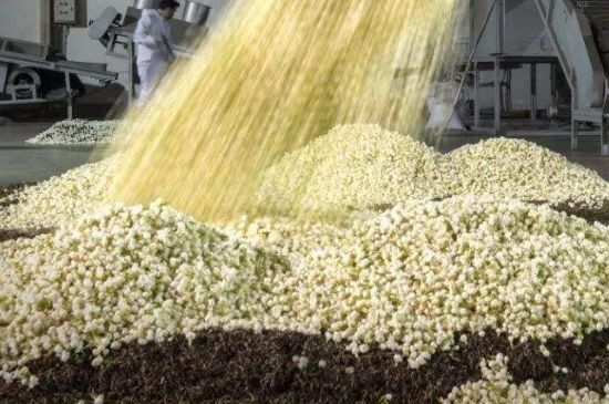 茉莉龍珠怎么做的，茉莉龍珠的制作工藝