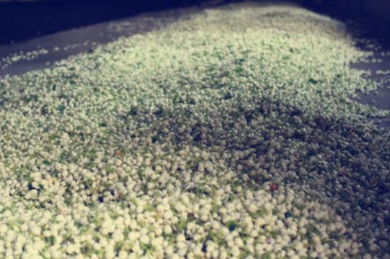 茉莉龍珠怎么做的，茉莉龍珠的制作工藝