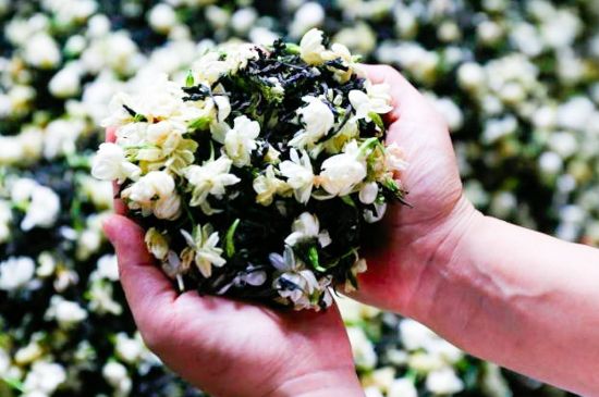 茉莉花和什么在一起喝好，茉莉花喝什么茶搭配？