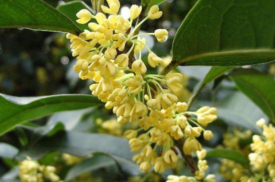 干桂花茶的制作方法，怎樣自制桂花茶？