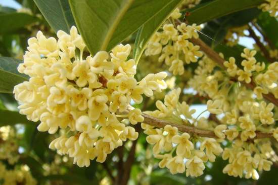 茉莉茶一次泡幾朵，茉莉茶放多少