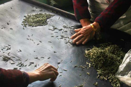 武夷巖茶的初制、精制加工工藝詳細(xì)講解