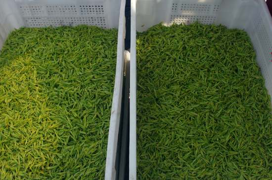 什么茶葉適合用蒸茶器，什么茶可以蒸