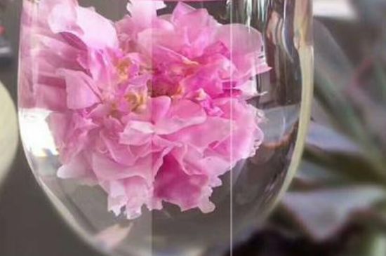 干玫瑰花泡水放幾顆，玫瑰花泡水一次放幾朵？