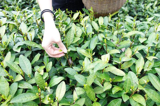 采茶的方法與步驟，如何正確采摘茶葉？