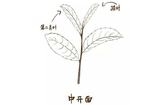 武夷巖茶的初制、精制加工工藝詳細(xì)講解