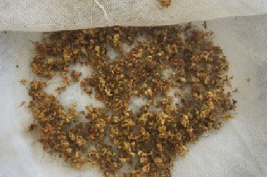 干桂花茶的制作方法，怎樣自制桂花茶？