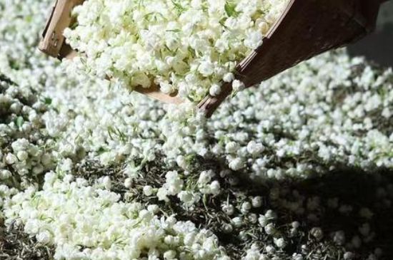 茉莉茶葉的功效與禁忌，什么人不適合喝茉莉花茶？