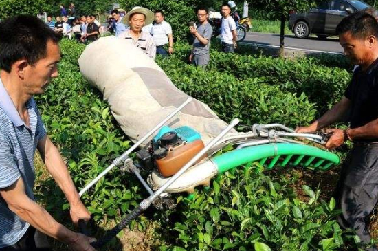 采茶的方法與步驟，如何正確采摘茶葉？