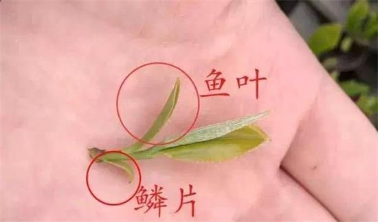 摘茶葉最快的方法，采摘茶葉怎么才能快？