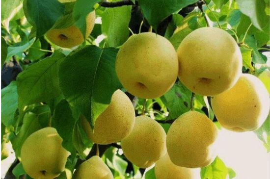 一把真正的本山綠泥壺最低多少錢，什么價(jià)格能買到本山綠泥紫砂壺？