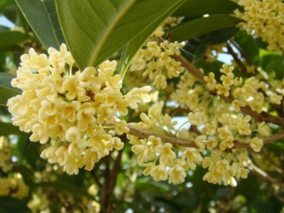 桂花泡茶禁忌，桂花泡水喝的9大禁忌