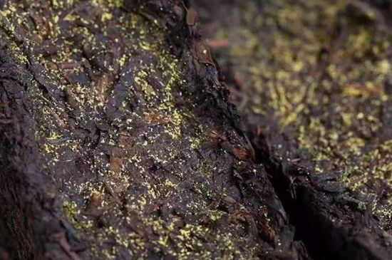 茯磚茶與普洱茶哪個(gè)好，茯茶和普洱茶口味區(qū)別