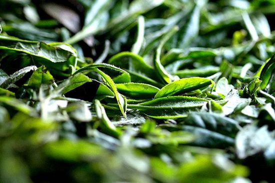 荒野銀針市場價多少，真正的荒野白毫銀針多少錢？