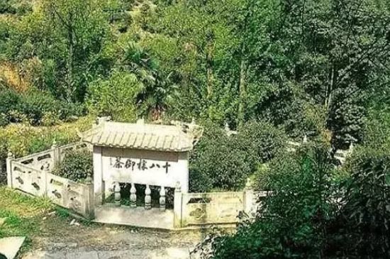 母樹大紅袍給誰喝了，為什么母樹大紅袍叫三棵六株？