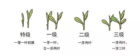 烏牛早和龍井的區(qū)別圖片，龍井43號和烏牛早茶的對比