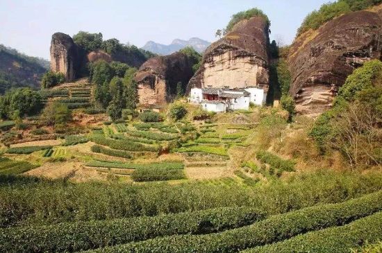 馬頭巖肉桂是大紅袍嗎，大紅袍肉桂屬于什么茶？