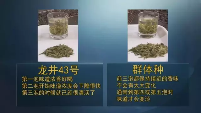 龍井群體種和43號的區(qū)別圖片，龍井43和群體種哪個(gè)好喝？