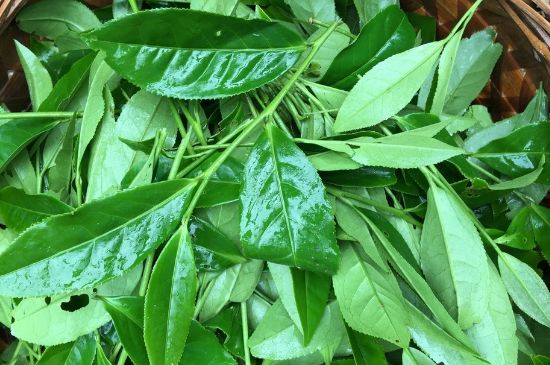 大紅袍可以放10年嗎，大紅袍放了十年能喝嗎