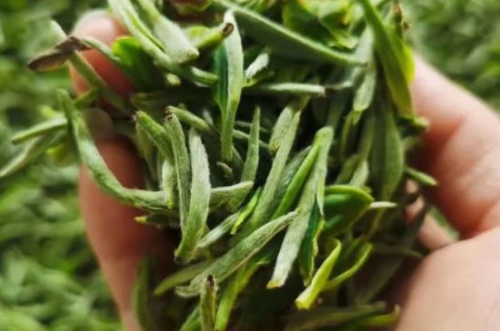 金壇雀舌算不算好茶，金壇雀舌屬于什么檔次茶葉？