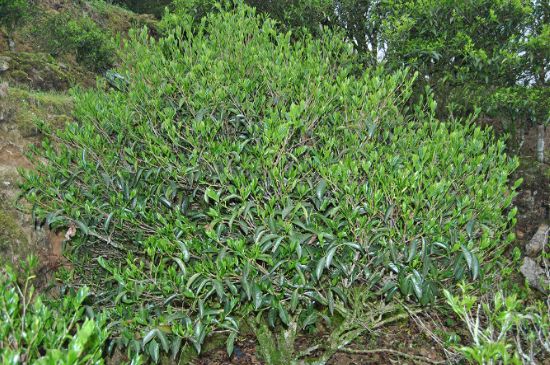 肉桂茶屬于紅茶嗎，牛欄坑肉桂是紅茶還是綠茶？