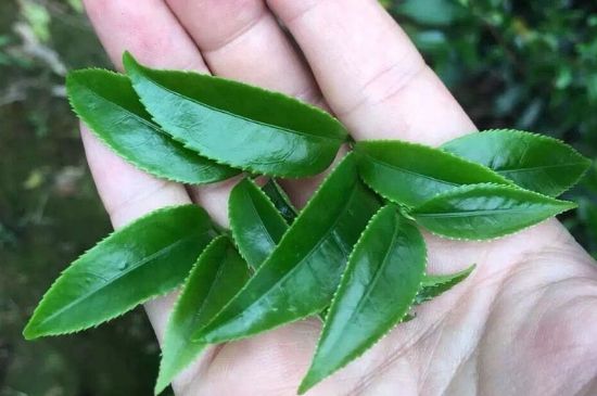 鋸朵仔跟鴨屎香哪個貴，鋸朵子和鴨屎香哪個好喝？