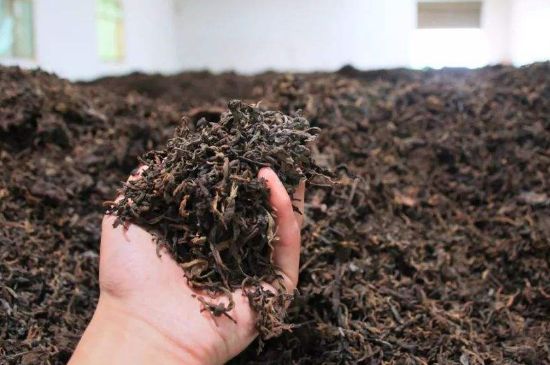 茯磚茶與普洱茶哪個(gè)好，茯茶和普洱茶口味區(qū)別