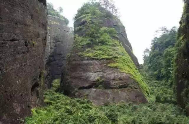 武夷山為什么盛產(chǎn)茶葉，武夷山茶為什么好喝？