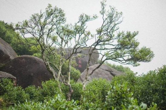 宋種一號價值為什么高，鳳凰單樅宋種1號價格與產(chǎn)量多少？