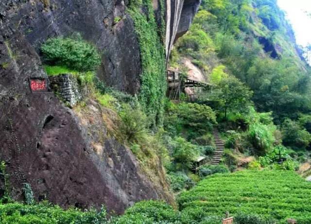 武夷山為什么盛產(chǎn)茶葉，武夷山茶為什么好喝？