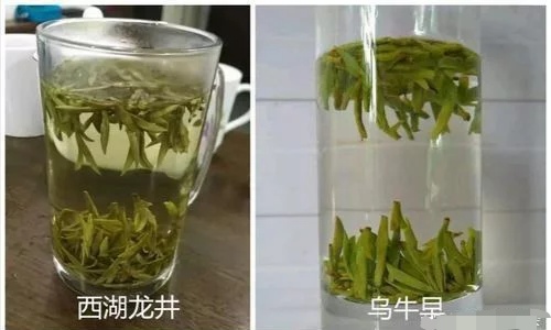 烏牛早和龍井的區(qū)別圖片，龍井43號和烏牛早茶的對比