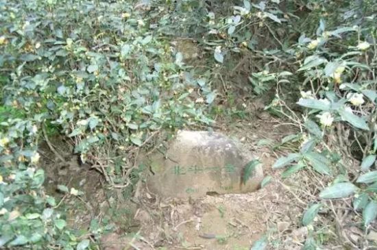 母樹大紅袍給誰喝了，為什么母樹大紅袍叫三棵六株？