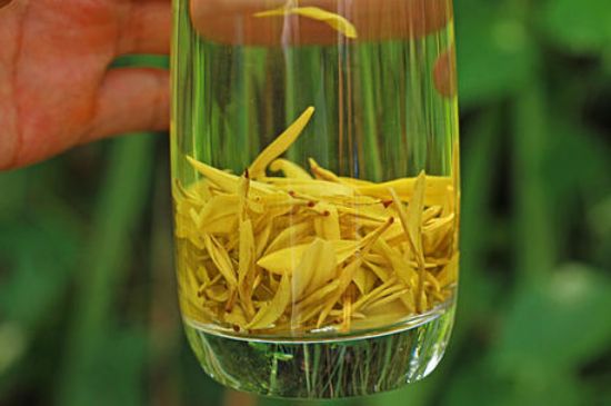 茶中奇葩黃金芽，安吉白茶中黃金芽的特點(diǎn)