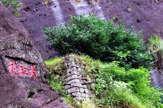 宋種一號價值為什么高，鳳凰單樅宋種1號價格與產(chǎn)量多少？