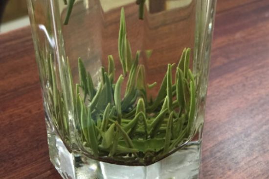 竹葉青和雀舌哪個(gè)貴，竹葉青茶貴嗎？