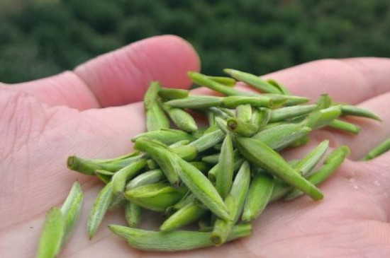 什么綠茶茶葉唇齒留香，哪個品種綠茶香氣好？