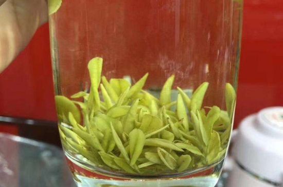 茶中奇葩黃金芽，安吉白茶中黃金芽的特點(diǎn)